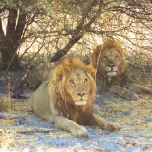 Okavango Lions