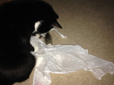 Billysky cat with bag