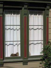 San Francisco Cat in a Window